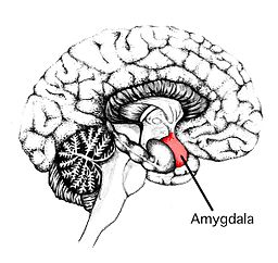 Amygdala (1)